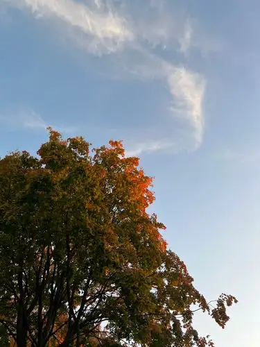 Golden hour glow kissing the autumn leaves.